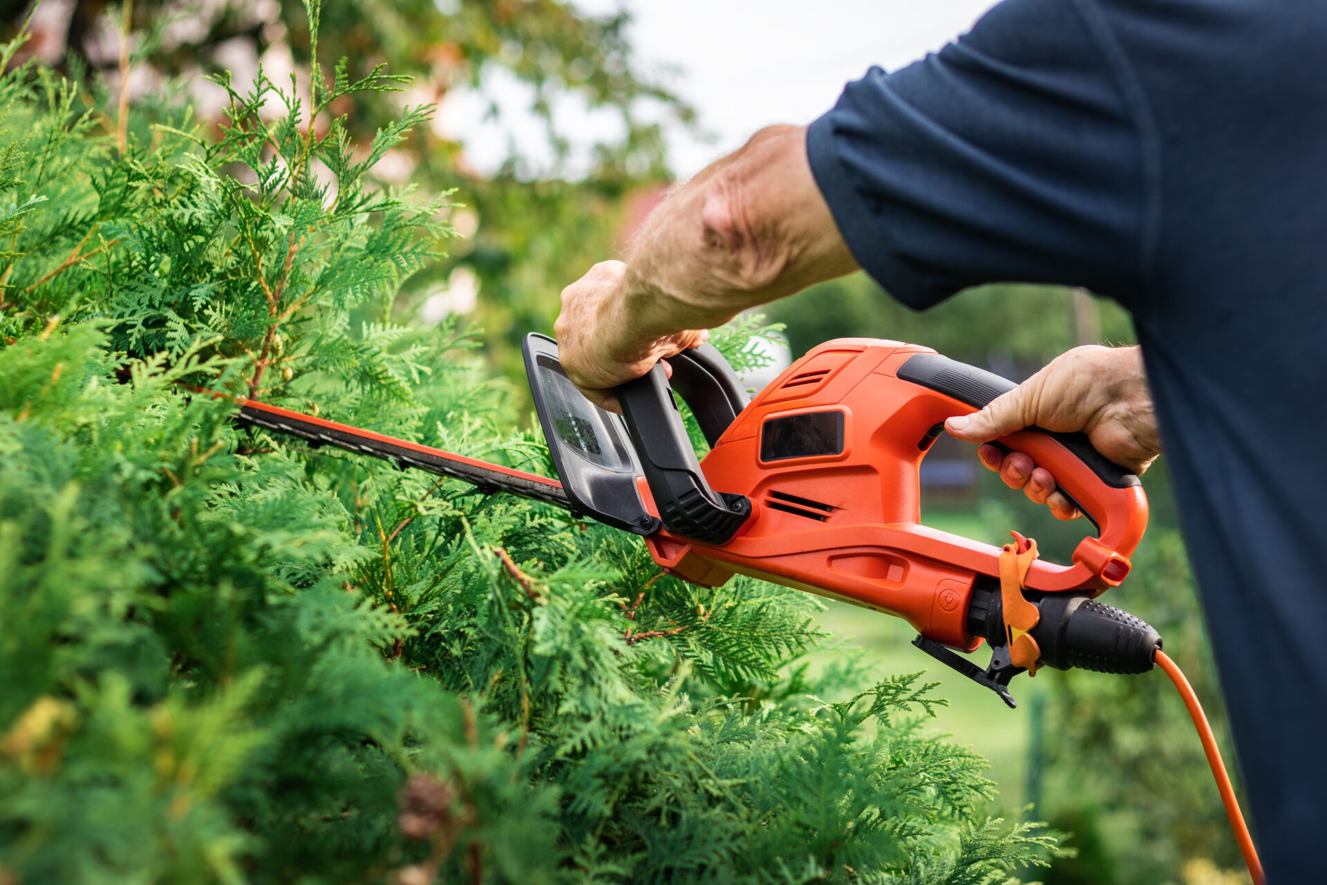 Heckenschnitt mit orangefarbener Elektroheckenschere an grünen Sträuchern, Gartenpflege vom Dienstleistungsbetrieb René Pötschke.
